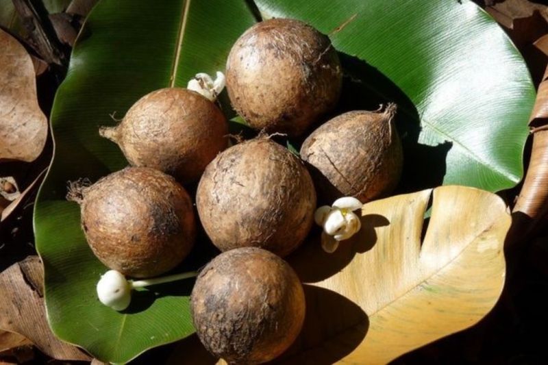 Solusi Alami Atasi Eksim pada Kulit Anak oleh Cahaya Naturals
