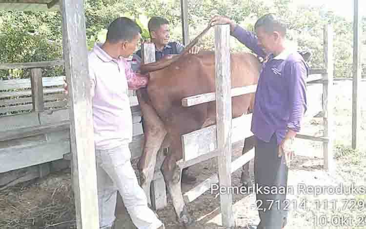 Distan Kobar Upayakan Pengawasan Berkala Hewan Ternak dari Kelompok Binaan