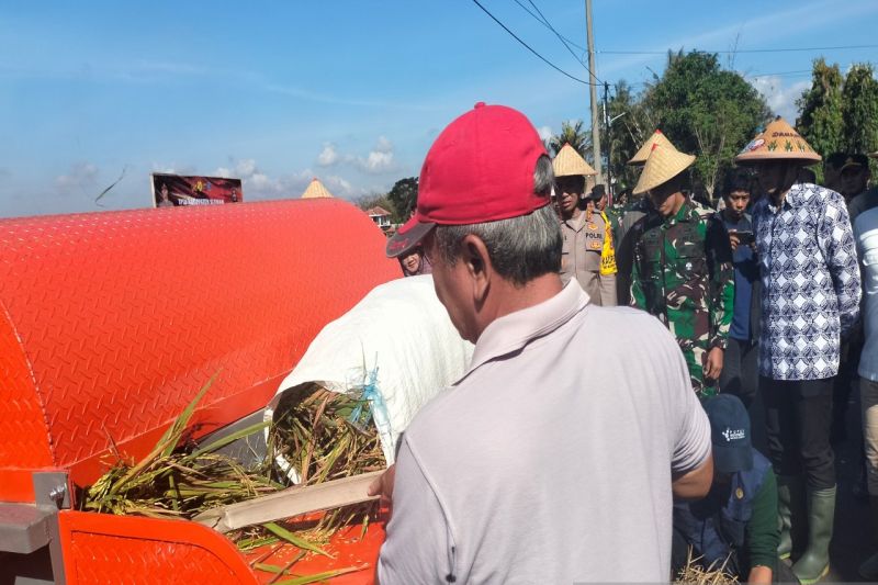 Produksi Padi Sleman Capai 178.899 Ton, Petani Didorong Tanam Talas