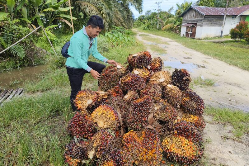 Kenaikan Harga TBS Sawit di Kalbar Meningkatkan Pendapatan Petani