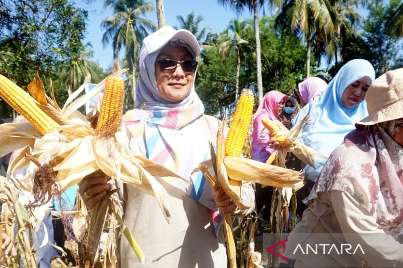 Panen Jagung Jakarin Toleran Kekeringan, Solusi Petani Gorontalo