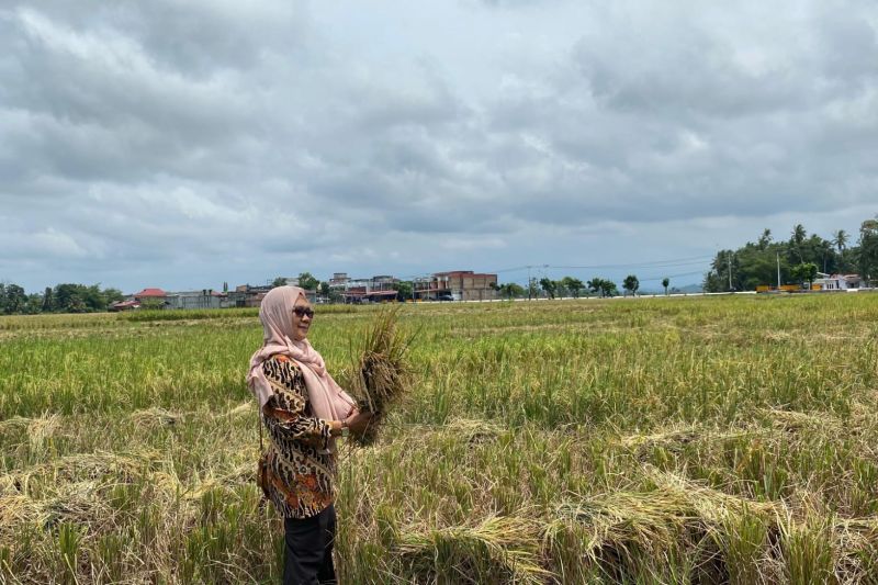 Produksi Padi Pariaman Capai 16.408,2 Ton, Surplus Terus Meningkat