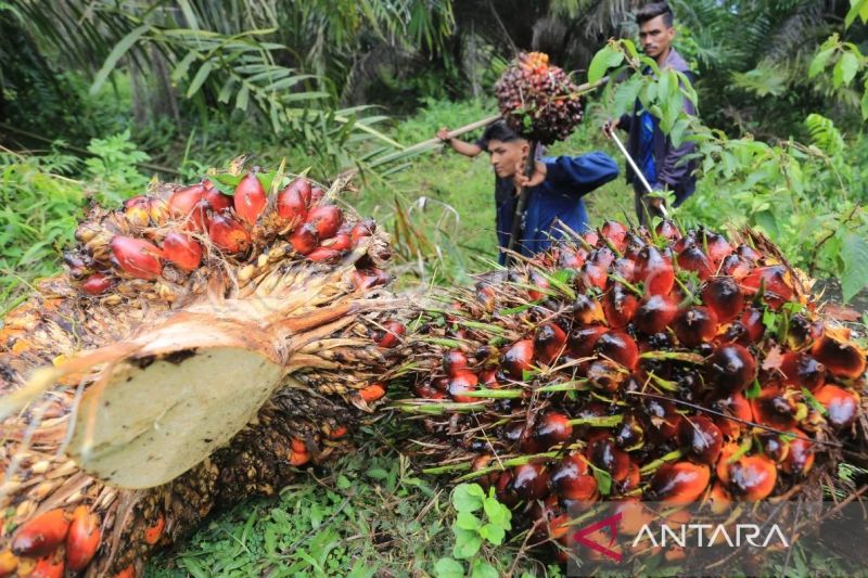 Peremajaan Sawit Rakyat Aceh Capai 50 Ribu Hektare, Pentingnya STDB