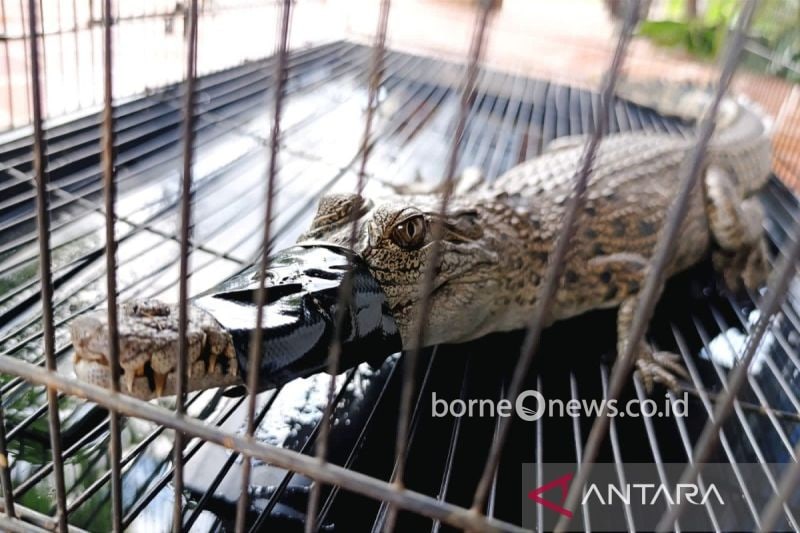 Waspada Kemunculan Buaya Saat Musim Hujan di Kotawaringin Timur
