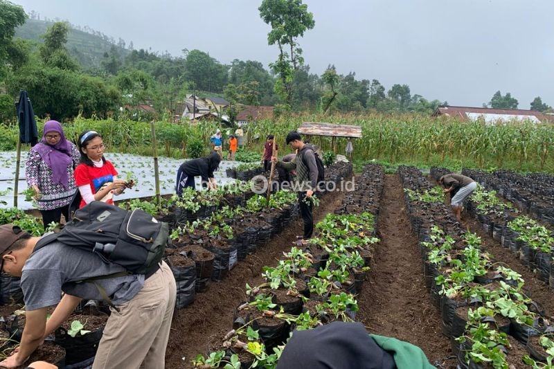 Dosen Unsoed Dorong Budidaya Stroberi Ramah Lingkungan di Purbalingga