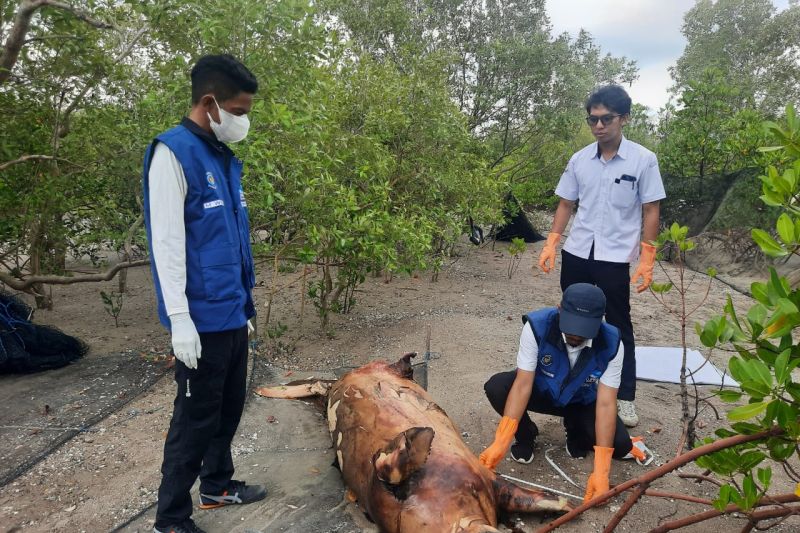 Dugong Terdampar dan Mati, BKKPN Kupang Sosialisasikan Perlindungan Laut