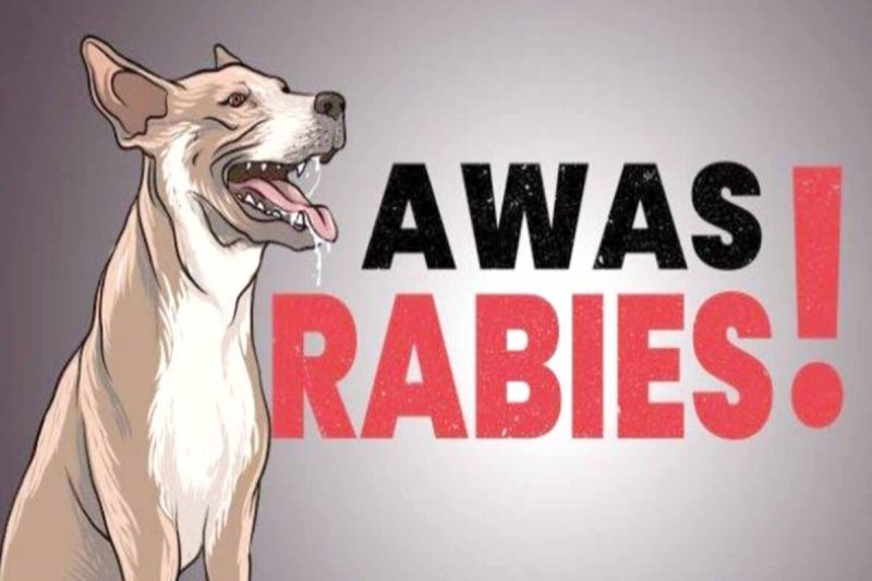 Dinas Kesehatan Pesisir Barat Tangani 52 Kasus Rabies 2024