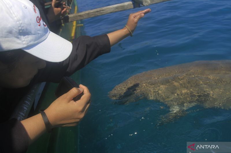 Dugong Mawar Menjadi Daya Tarik Wisata di Alor, NTT