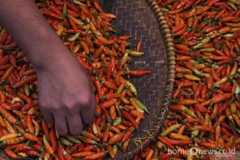 Kenaikan Harga Pangan Pekan Ini, Cabai Rawit Sentuh Rp48.670