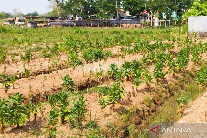 Pemkab Kudus Perluas Lahan Uji Coba Tanaman Tembakau 2025