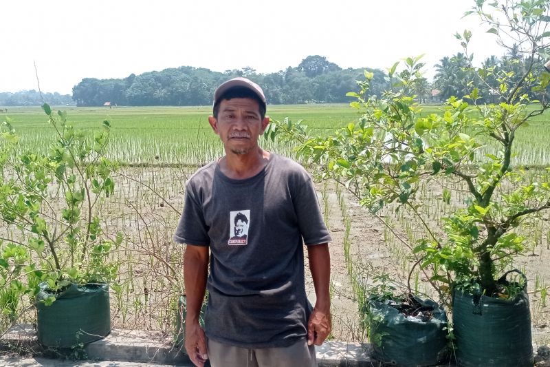 Kelompok Tani Sukabungah Tingkatkan Produksi Pangan di Lebak