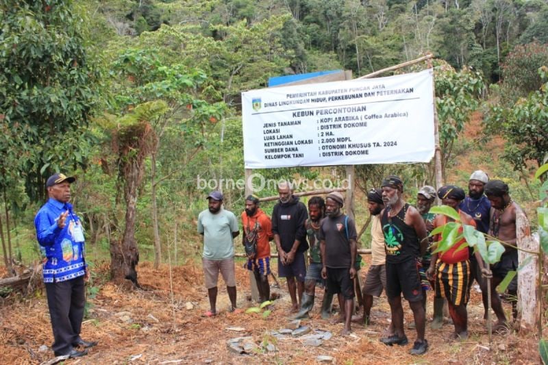 Puncak Jaya Dorong Produksi Kopi Arabika untuk Kesejahteraan Lokal