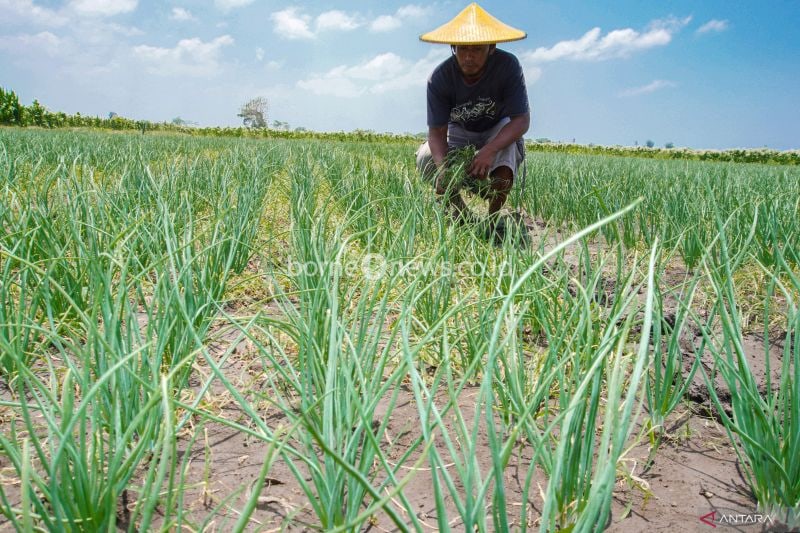 Optimalisasi Dana Bagi Hasil untuk Kesejahteraan dan Pembangunan Merata di Indonesia