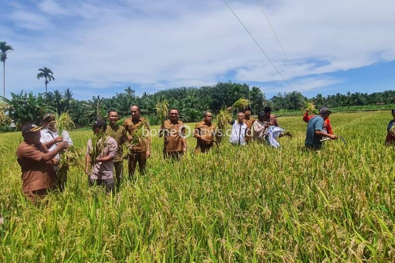 Panen Perdana Padi di Pasaman Barat Dukung Ketahanan Pangan