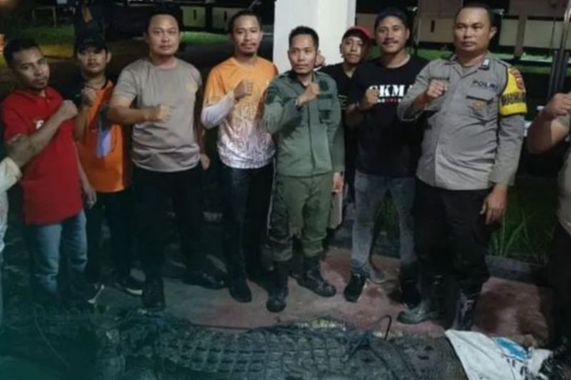 Evakuasi Buaya Muara 4,5 Meter di Waisarisa, Maluku
