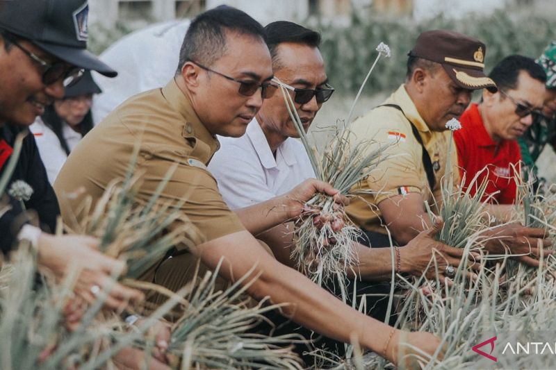 Pemerintah Badung Tingkatkan Produksi Bawang Merah untuk Ketahanan Pangan