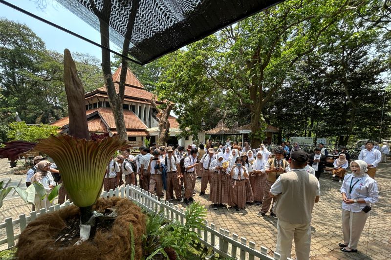 Bunga Bangkai Pertama Kali Mekar di Kebun Raya Purwodadi, Ayo Saksikan
