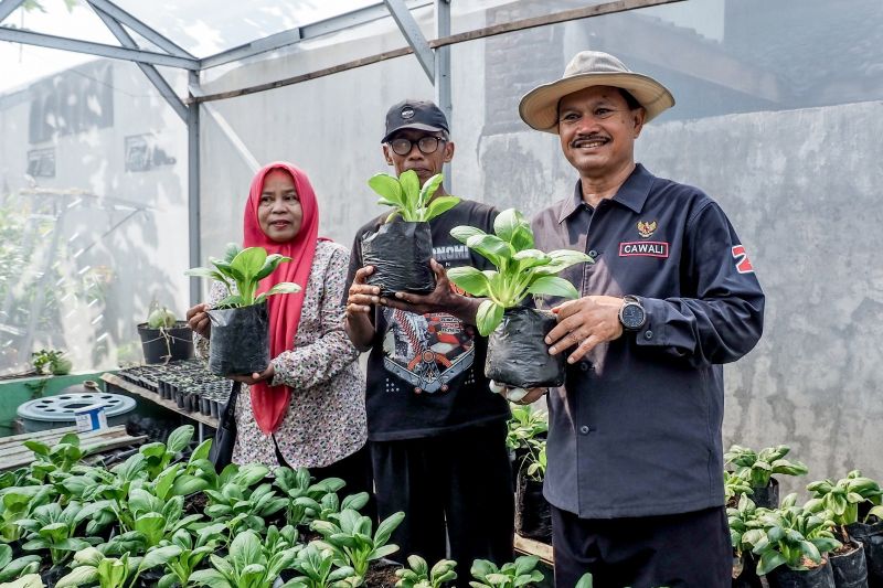 Maidi kembangkan program pekarangan pangan lestari untuk ketahanan pangan
