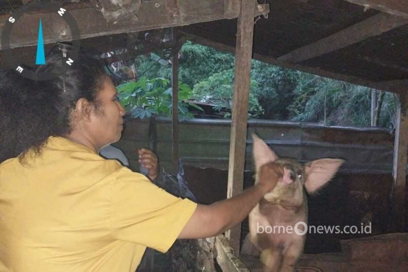 Pemerintah Jayapura Imbau Vaksinasi Babi untuk Cegah Hog Cholera