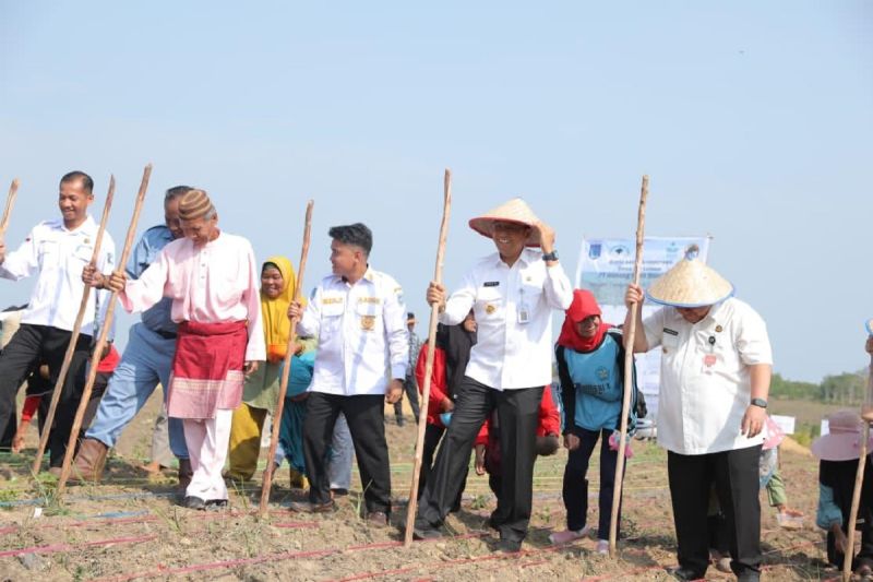 Penanaman Padi Ladang di Bekas Tambang, Dorong Ketahanan Pangan
