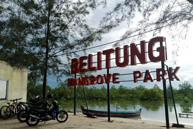 Kondisi Hutan Mangrove Belitung Masih Terjaga, Tantangan Memadat