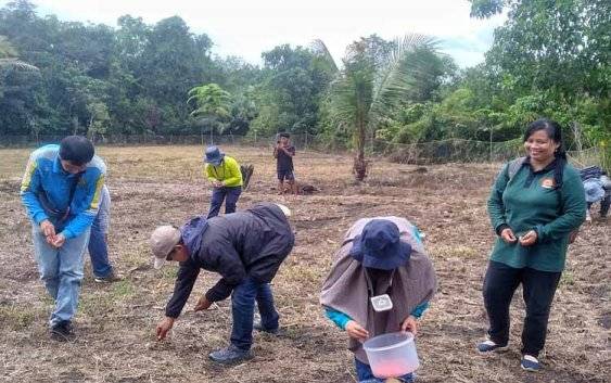Karnando, Penyuluh di Barito Timur yang Menginspirasi Warga Lewat Budidaya Jagung Manis
