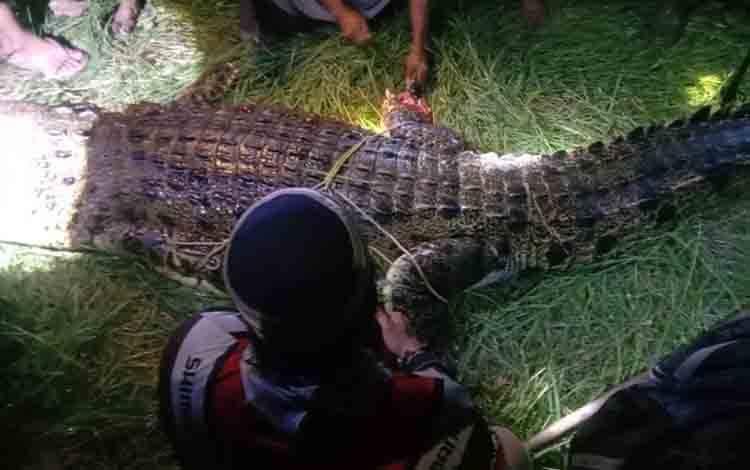 Buaya Serang Warga di Desa Parebok Berhasil Ditangkap