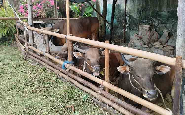 Harapan dari Pelatihan Budidaya Ternak Sapi oleh SSMS dan USAID SEGAR