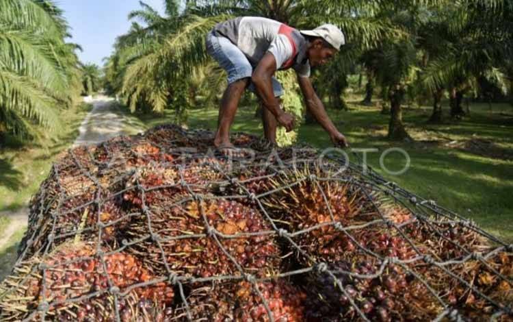 Kalteng Komitmen Wujudkan Kesejahteraan Pekebun Sawit Rakyat