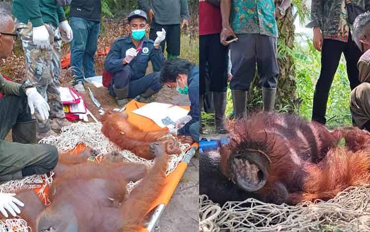 Belum Genap 24 Jam, BKSDA Kalteng Selamatkan 3 Individu Orangutan dari 2 Lokasi di Kotim