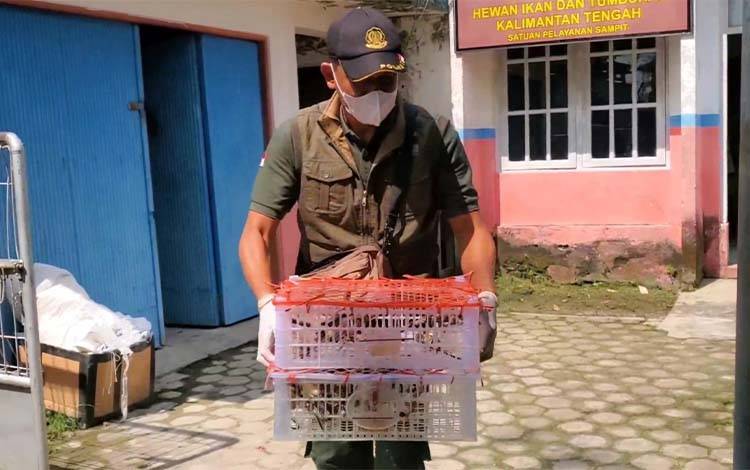 BKSDA Sampit Ingatkan Sanksi Tegas Penyelundupan Burung Dilindungi