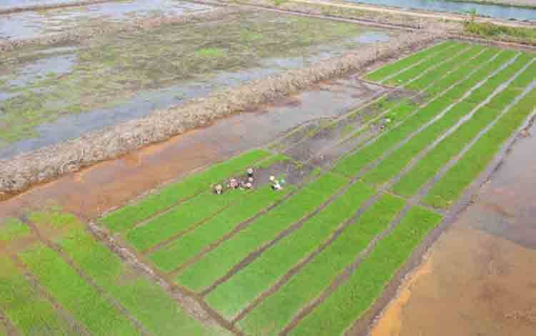 Pemerintah Siapkan Program Cetak Sawah Perkuat Ketahanan Pangan