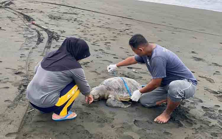 Wisatawan Temukan Bangkai Penyu Terdampar di Pantai Sodong Cilacap