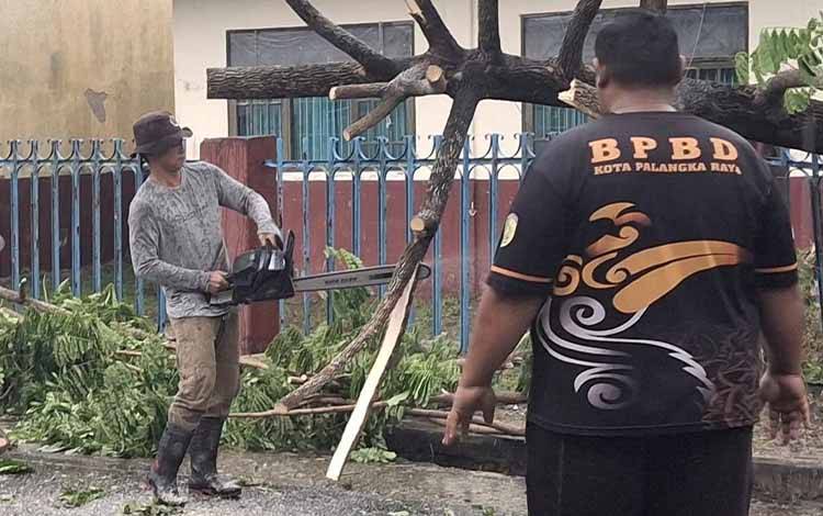 Waspada Cuaca Ekstrem, BPBD Palangka Raya Imbau Masyarakat Antisipasi Pohon Tumbang