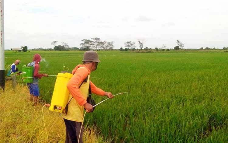 BPS Umumkan Produksi Beras Kalteng Alami Peningkatan Sepanjang 2024