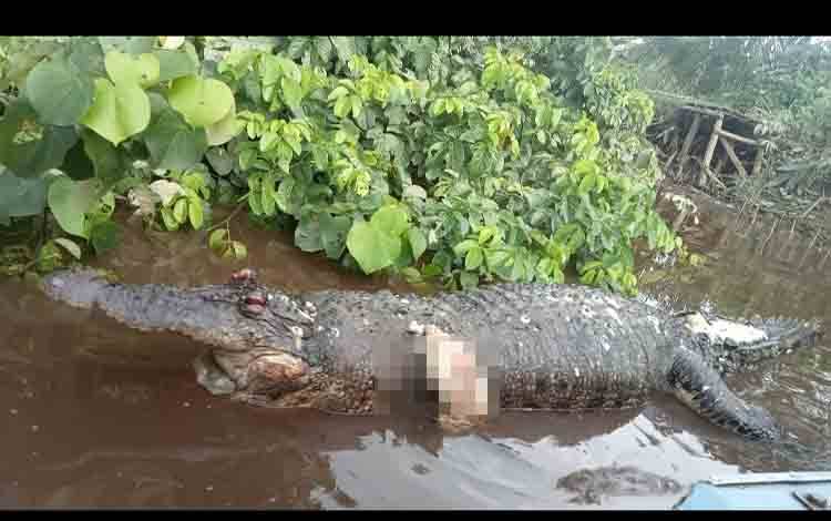 Bangkai Buaya 4 Meter Ditemukan Mengambang di Sungai Mentaya