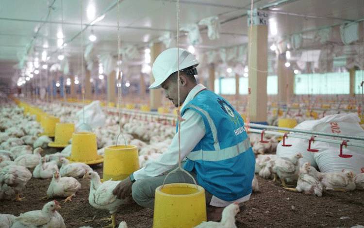 Polisi Sebut Omzet Ayam Gelonggongan Capai Rp10 Juta/Hari