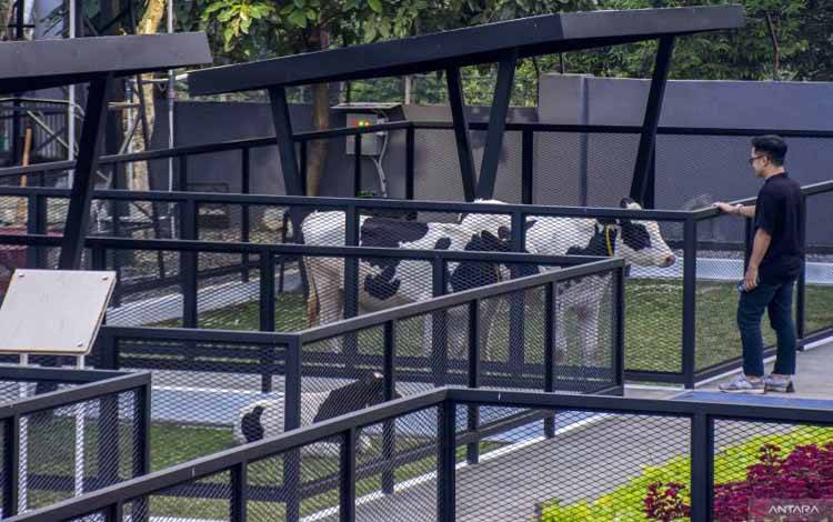 Kementan Berencana Impor 1 Juta Sapi Perah dalam 5 Tahun