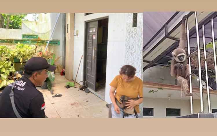 BKSDA Sampit Terima 2 Ekor Owa-owa dari Warga