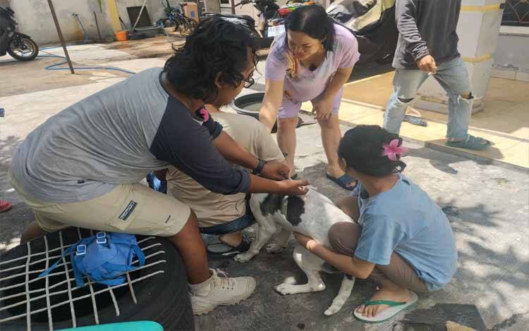 Capaian Vaksinasi Rabies di Kota Palangka Raya Hingga November 2024