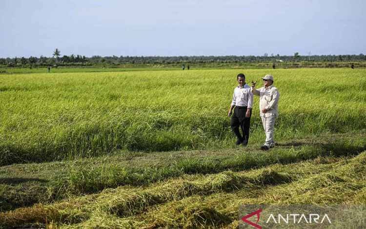 Yayasan Madani: Food Estate Perlu Perhatikan Daya Dukung Lingkungan