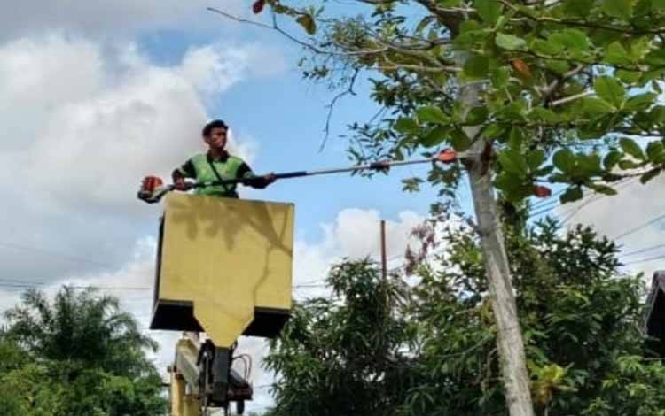 DLH Palangka Raya Tebang Pohon Mati dan Rawan Tumbang di Sejumlah Jalan