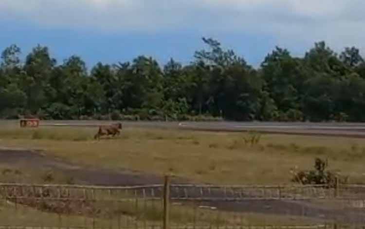 Terobos Kawasan Hingga Dekat Runway Bandara Iskandar, Seekor Sapi Ditembak Mati