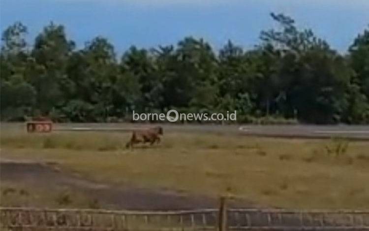 Insiden Sapi Terobos Bandara Iskandar, Ini Penjelasan Danlanud Iskandar