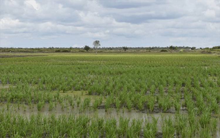 Kalteng Utamakan Ketahanan Pangan dengan Program Cetak Sawah 2025