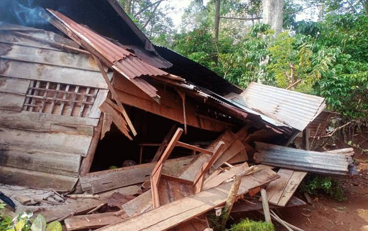 Kawanan Gajah Liar Rusak Puluhan Rumah Warga di Suoh Lampung Barat