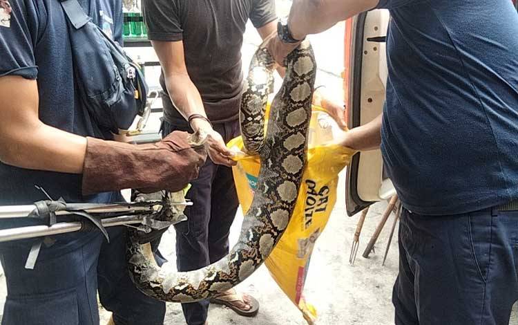 Ular Piton Raksasa Sembunyi di Belakang Toko di Palangka Raya, Telan Tiga Ekor Kucing