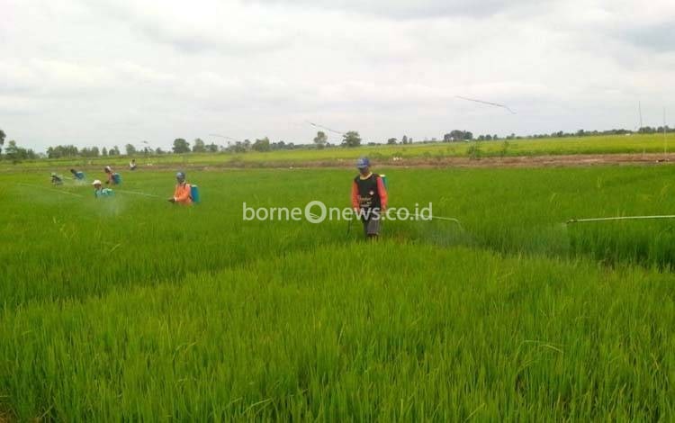 Peran Sektor Pertanian dalam Menurunkan Tingkat Pengangguran di Kalteng
