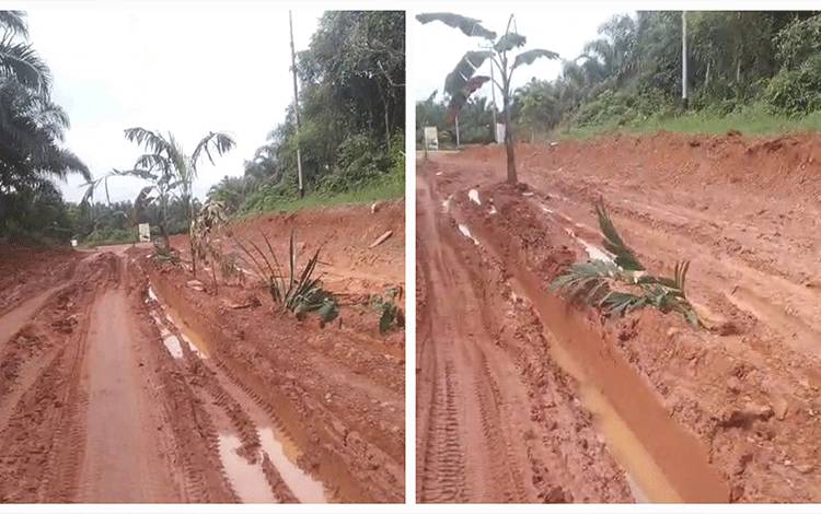 Warga Tanam Pohon Pisang di Jalan Rusak Muara Lintas Aruta Demi Perhatian Pemkab Kobar