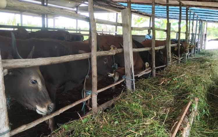Sektor Peternakan Kalteng Alami Kenaikan Nilai Tukar